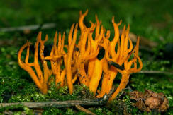 Calocera viscosa / Klebriger Hrnling / Dacrymycetaceae / Gallerttrnenverwandte