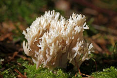 Clavulina coralloides (syn. Clavulina cristata) / Kammkoralle / Clavulinaceae / Keulenpilzverwandte