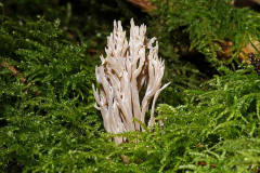 Clavulina coralloides (syn. Clavulina cristata) / Kammkoralle / Clavulinaceae / Keulenpilzverwandte