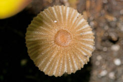 Coprinopsis patouillardii / Eintags-Tintling / Blumentopftintling / Coprinaceae / Tintlingsverwandte