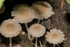 Coprinopsis patouillardii / Eintags-Tintling / Blumentopftintling / Coprinaceae / Tintlingsverwandte