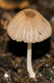 Coprinopsis patouillardii / Eintags-Tintling / Blumentopftintling / Coprinaceae / Tintlingsverwandte