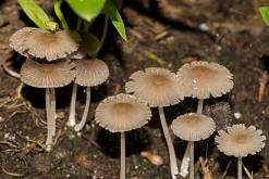 Coprinopsis patouillardii / Eintags-Tintling / Blumentopftintling / Coprinaceae / Tintlingsverwandte