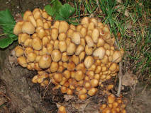 Coprinus micaceus / Glimmer-Tintling / Coprinaceae / Tintlingsverwandte