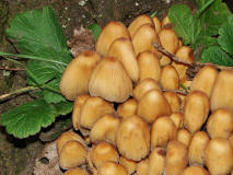 Coprinus micaceus / Glimmer-Tintling / Coprinaceae / Tintlingsverwandte