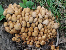 Coprinus micaceus / Glimmer-Tintling / Coprinaceae / Tintlingsverwandte