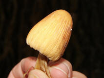 Coprinus micaceus / Glimmer-Tintling / Coprinaceae / Tintlingsverwandte