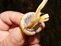 Coprinus micaceus / Glimmer-Tintling / Coprinaceae / Tintlingsverwandte