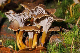 Craterellus tubaeformis / Trompetenpfifferling / Cantharellaceae / Pfifferlingsverwandte