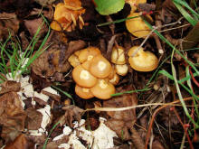 Kuehneromyces mutabilis / Gemeines Stockschwmmchen / Strophariaceae / Truschlingsverwandte