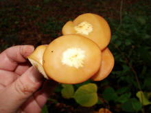 Kuehneromyces mutabilis / Gemeines Stockschwmmchen / Strophariaceae / Truschlingsverwandte