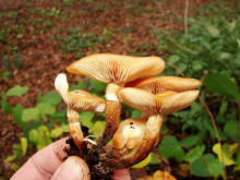 Kuehneromyces mutabilis / Gemeines Stockschwmmchen / Strophariaceae / Truschlingsverwandte