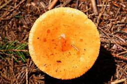 Lactarius aurantiacus / Milder Milchling / Russulaceae / Tublingsverwandte