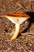 Lactarius aurantiacus / Milder Milchling / Russulaceae / Tublingsverwandte