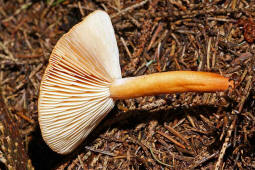 Lactarius aurantiacus / Milder Milchling / Russulaceae / Tublingsverwandte