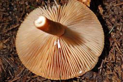 Lactarius aurantiacus / Milder Milchling / Russulaceae / Tublingsverwandte