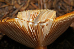 Lactarius aurantiacus / Milder Milchling / Russulaceae / Tublingsverwandte