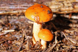 Lactarius aurantiacus / Milder Milchling (sehr junge Exemplare) / Russulaceae / Tublingsverwandte