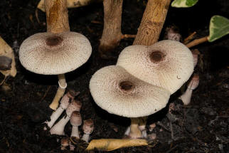 Leucocoprinus ianthinus / Lilaschuppiger Faltenschirmling / Agaricaceae / Champignonverwandte