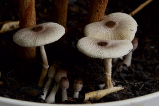 Leucocoprinus ianthinus / Lilaschuppiger Faltenschirmling / Agaricaceae / Champignonverwandte