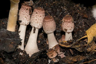 Leucocoprinus ianthinus / Lilaschuppiger Faltenschirmling / Agaricaceae / Champignonverwandte