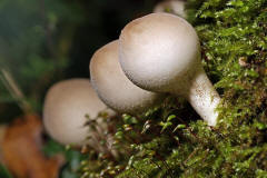 Lycoperdon pyriforme / Birnenstubling / Agaricaceae / Champignonverwandte