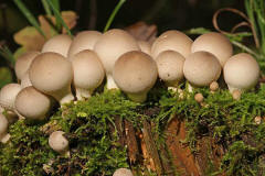 Lycoperdon pyriforme / Birnenstubling / Agaricaceae / Champignonverwandte