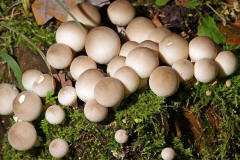 Lycoperdon pyriforme / Birnenstubling / Agaricaceae / Champignonverwandte