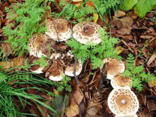 Macrolepiota rachodes var. hortensis / Garten-Safranschirmling / Agaricaceae / Champignonverwandte