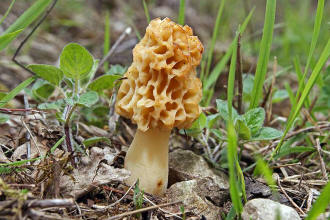 Morchella esculenta / Speise-Morchel / Morchellaceae / Morchelverwandte