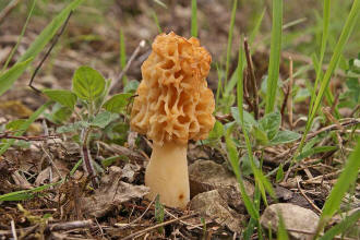 Morchella esculenta / Speise-Morchel / Morchellaceae / Morchelverwandte