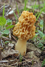 Morchella esculenta / Speise-Morchel / Morchellaceae / Morchelverwandte