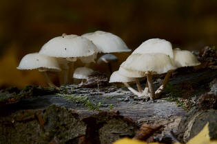 Mucidula mucida / Buchen-Schleimrbling / Physalacriaceae