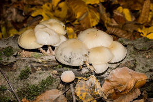 Mucidula mucida / Buchen-Schleimrbling / Physalacriaceae