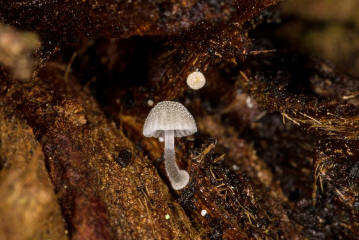 Mycena adscendens (syn. Mycena tenerrima) / Zarter Helmling / Mycenaceae / Helmlingsverwandte