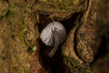 Mycena adscendens (syn. Mycena tenerrima) / Zarter Helmling / Mycenaceae / Helmlingsverwandte