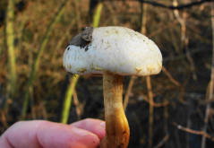 Pholiota gummosa / Gummi-Schppling / Strophariaceae / Truschlingsverwandte