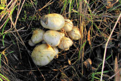 Pholiota gummosa / Gummi-Schppling / Strophariaceae / Truschlingsverwandte