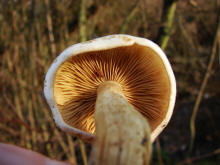 Pholiota gummosa / Gummi-Schppling / Strophariaceae / Truschlingsverwandte