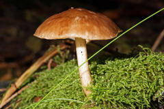 Pluteus cervinus / Rehbrauner Dachpilz / Pluteaceae / Dachpilzverwandte