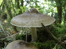 Pluteus cervinus / Rehbrauner Dachpilz / Pluteaceae / Dachpilzverwandte