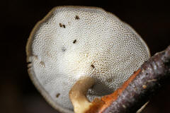 Polyporus brumalis / Winter-Stielporling / Polyporaceae / Stielporlingsverwandte