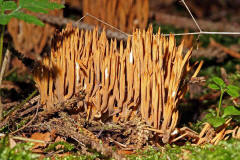 Ramaria stricta / Steife Koralle / Ramariaceae / Korallenartige 