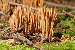 Ramaria stricta / Steife Koralle / Ramariaceae / Korallenartige 