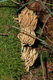 Ramaria stricta / Steife Koralle / Ramariaceae / Korallenartige 