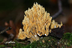 Ramaria stricta / Steife Koralle / Ramariaceae / Korallenartige 