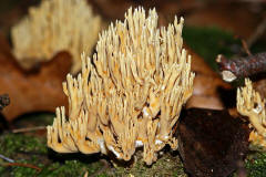 Ramaria stricta / Steife Koralle / Ramariaceae / Korallenartige 