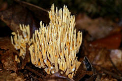 Ramaria stricta / Steife Koralle / Ramariaceae / Korallenartige 