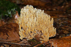 Ramaria stricta / Steife Koralle / Ramariaceae / Korallenartige 