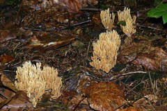 Ramaria stricta / Steife Koralle / Ramariaceae / Korallenartige 